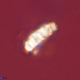 Cervisiella operculata 43854
