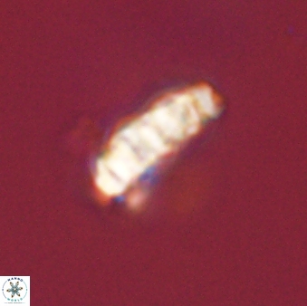 Cervisiella operculata 43854