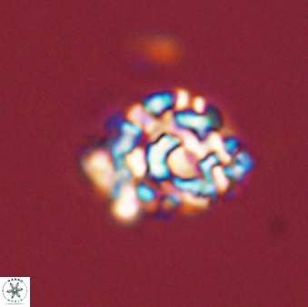 Cervisiella operculata 43855