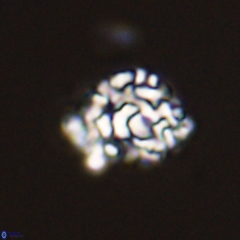 Cervisiella operculata 43856