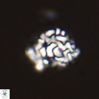 Cervisiella operculata 43856