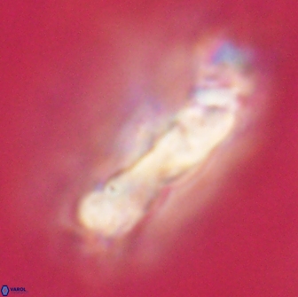Cervisiella polymegalo 64884