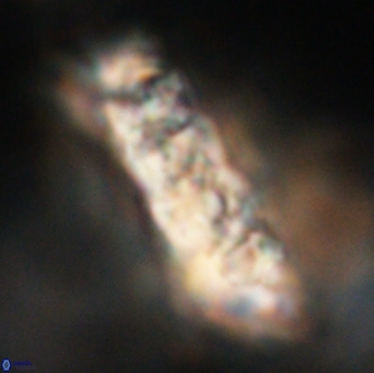 Cervisiella polymegalo 64889