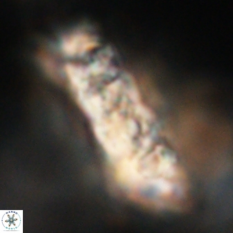 Cervisiella polymegalo 64889
