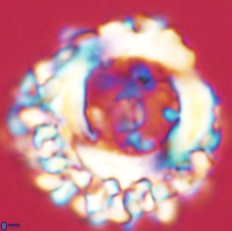 Cervisiella polymegalo 64880