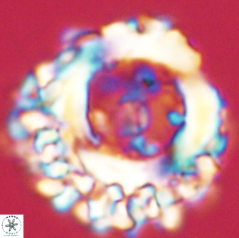 Cervisiella polymegalo 64880