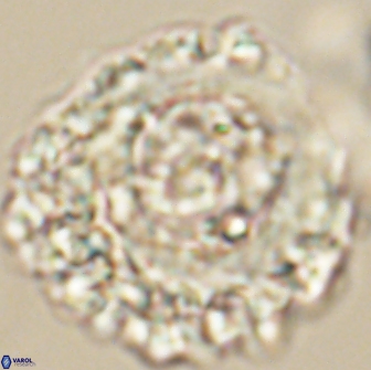 Cervisiella polymegalo 64881