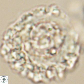 Cervisiella polymegalo 64881