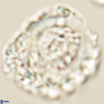 Cervisiella polymegalo 64883