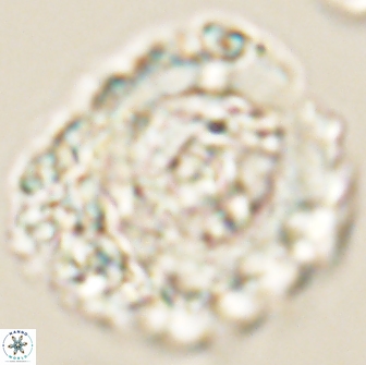 Cervisiella polymegalo 64883