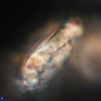 Cervisiella polymegalo 64897