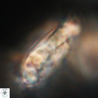 Cervisiella polymegalo 64897