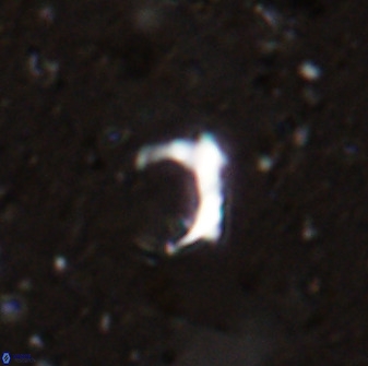 Ceratolithina naturalisteplateauensis 42359