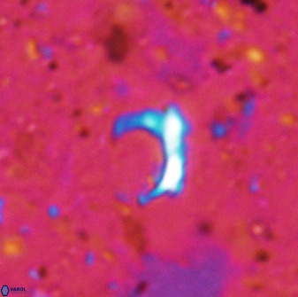 Ceratolithina naturalisteplateauensis 42360