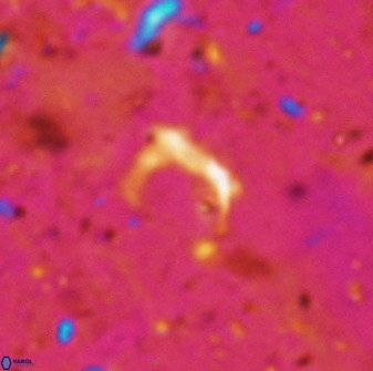 Ceratolithina naturalisteplateauensis 42361