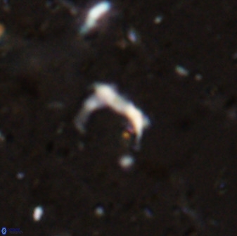 Ceratolithina naturalisteplateauensis 42362