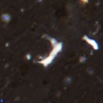 Ceratolithina naturalisteplateauensis 42363