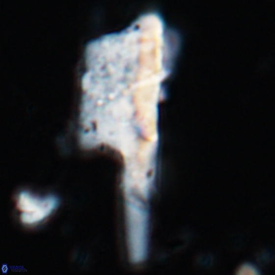 Ceratolithina copis 18584