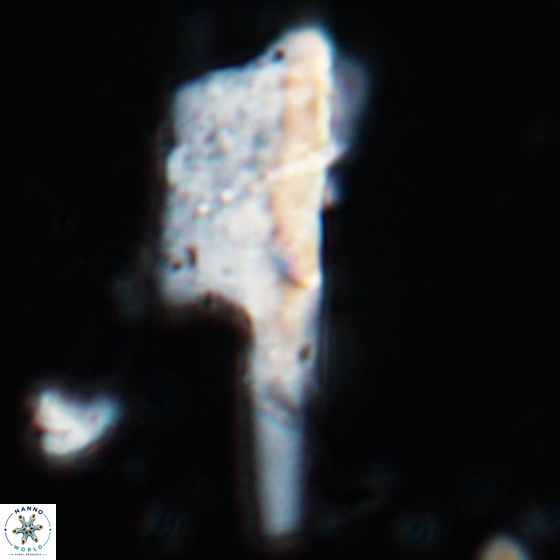 Ceratolithina copis 18584