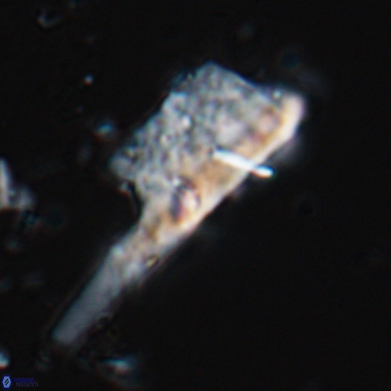 Ceratolithina copis 18585