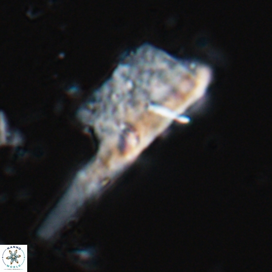 Ceratolithina copis 18585
