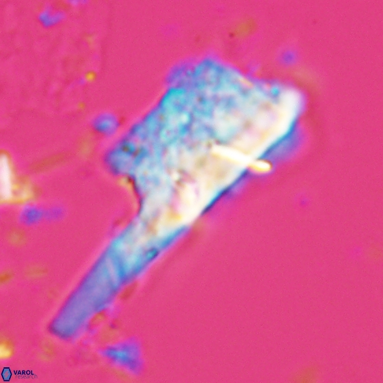 Ceratolithina copis 18586