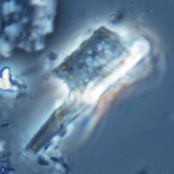 Ceratolithina copis 18588