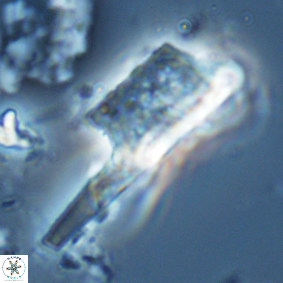 Ceratolithina copis 18588