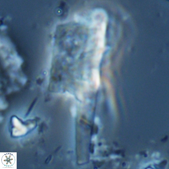 Ceratolithina copis 18589