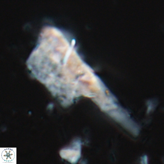 Ceratolithina copis 18581