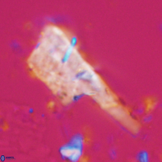 Ceratolithina copis 18582