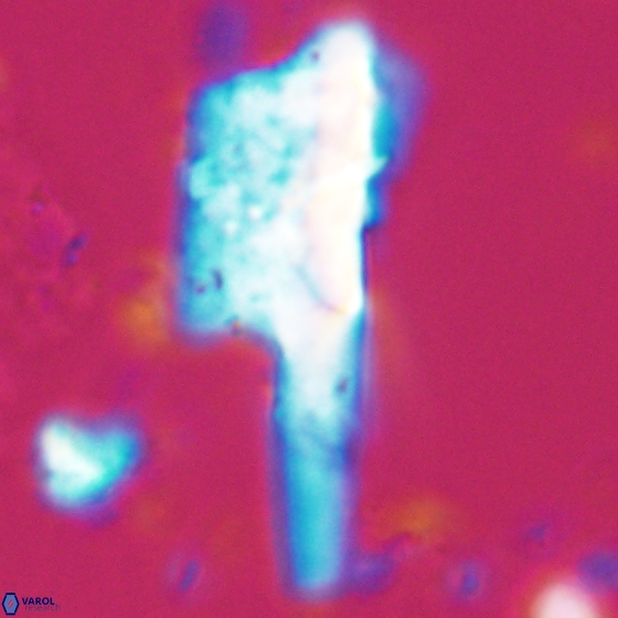 Ceratolithina copis 18583