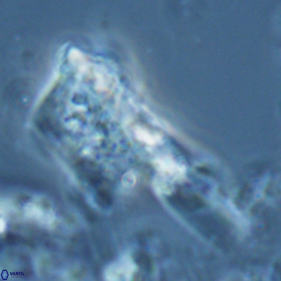 Ceratolithina copis 18590