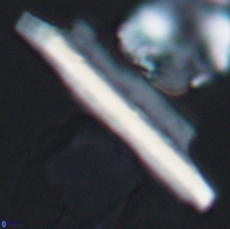 Ceratolithina copis 13045