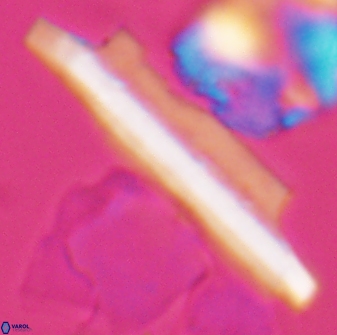 Ceratolithina copis 13046