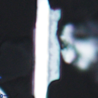 Ceratolithina copis 13047