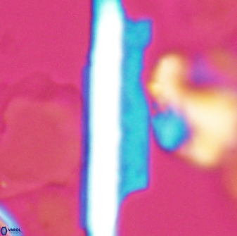 Ceratolithina copis 13048