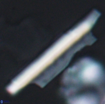 Ceratolithina copis 13049