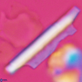 Ceratolithina copis 13050