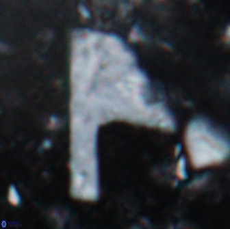 Ceratolithina cruxii 17653