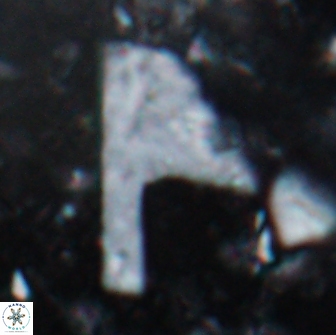 Ceratolithina cruxii 17653