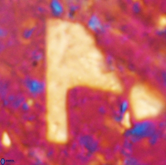 Ceratolithina cruxii 17654