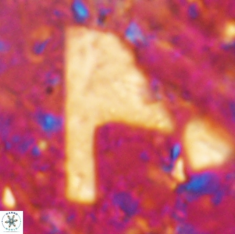 Ceratolithina cruxii 17654