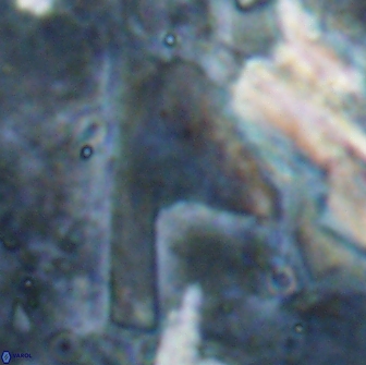 Ceratolithina cruxii 17656