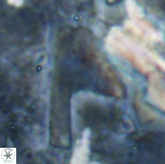 Ceratolithina cruxii 17656