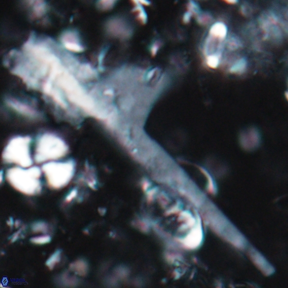 Ceratolithina cruxii 17626