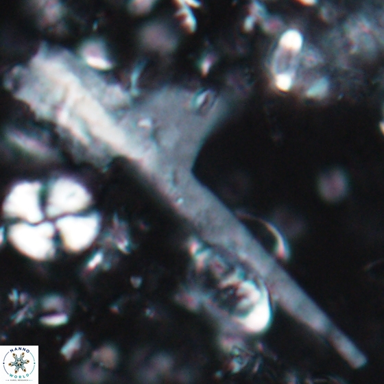 Ceratolithina cruxii 17626