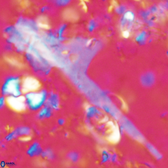 Ceratolithina cruxii 17627