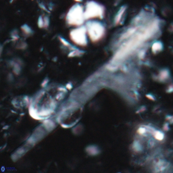 Ceratolithina cruxii 17628