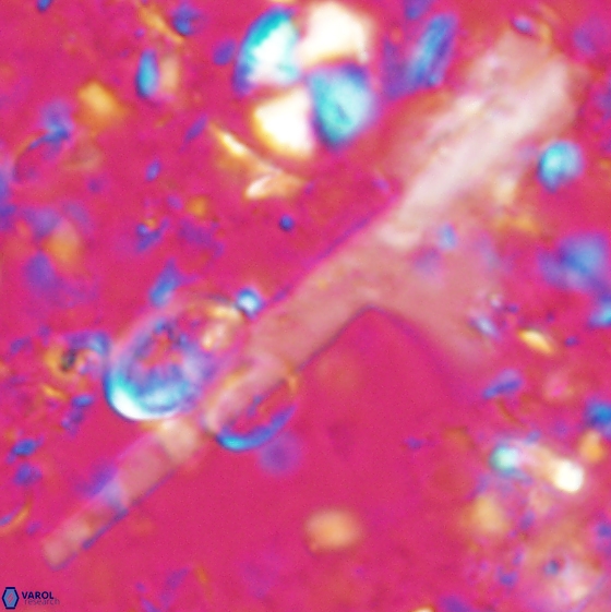 Ceratolithina cruxii 17629